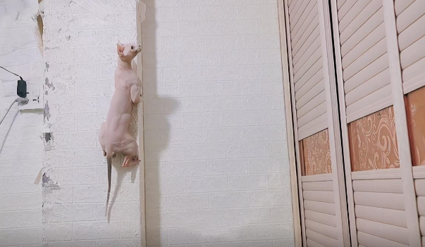 我被一只小流浪猫拆家了,它自己拆就算了,还带着我家猫一起拆 我被一只小流浪猫拆家了,它自己拆就算了,还带着我家猫一起拆