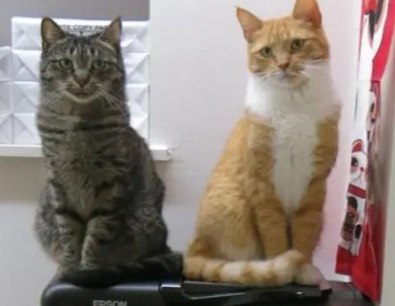 公司收养流浪猫，猫咪捣乱老板也不嫌弃，只因员工效率不降反升