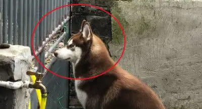 哈士奇在主人出去后，失落的坐在门后观望