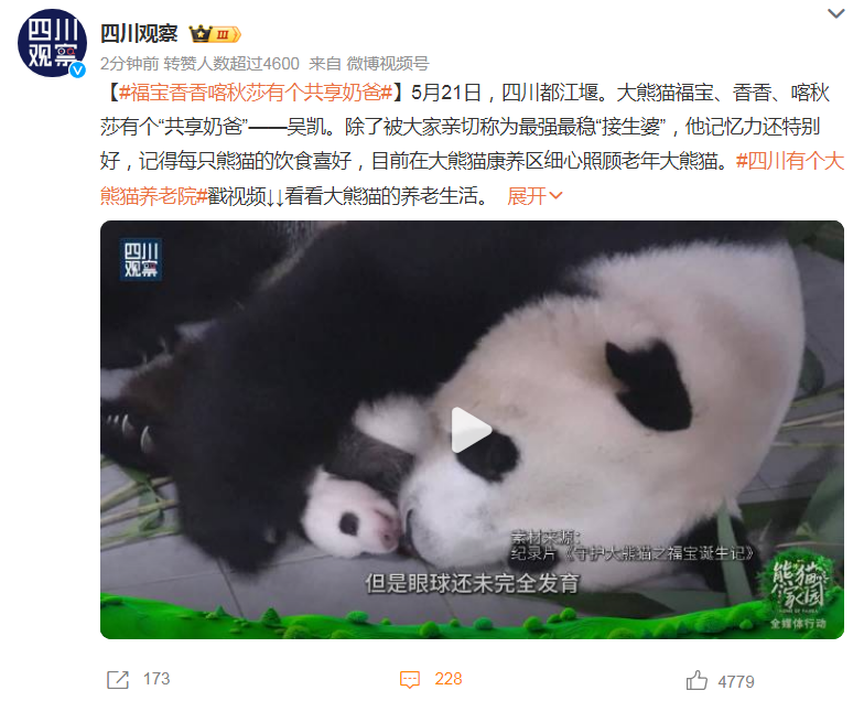 大熊猫福宝香香喀秋莎有个共享奶爸