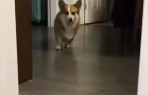 天生演员！主人脚伤走路瘸了，柯基学得惟妙惟肖