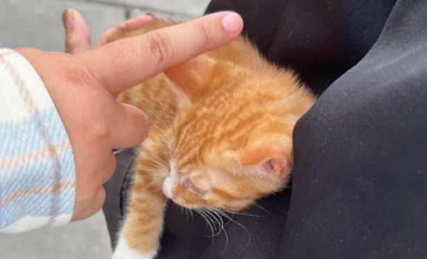宠物店将卖不掉的猫咪，直接给扔到垃圾桶里