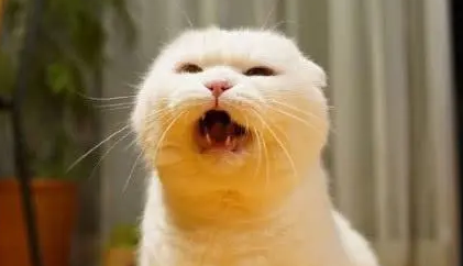 猫咪听说主人要抢它玩具，瞬间变脸，奶凶奶凶的让人笑岔气