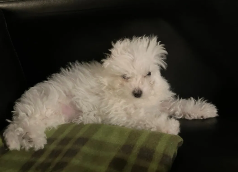 铲屎官晒狗砸睡觉前后对比照...网友：别拿其它狗来骗我！