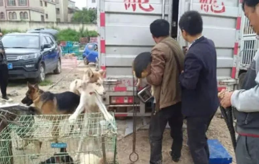 狗狗被狗贩拉去车上，旁边哈士奇一动作，让人看了满脸心疼