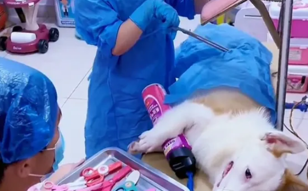 这只柯基每天都要生病，配得上“影帝”头衔