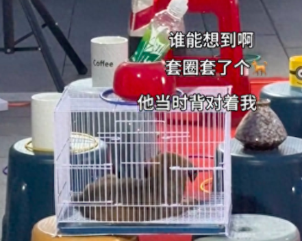 玩套圈套中了一只小狗，命中注定的缘分果断带回家