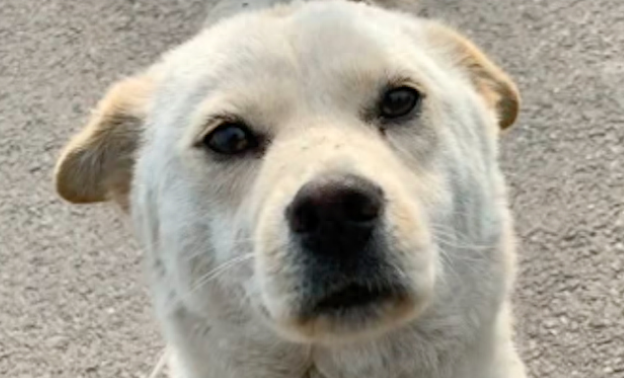 女生3次偶遇主动示好的流浪狗，最终将它直接抱走收养