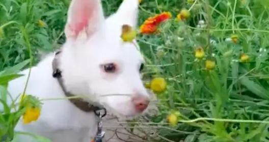 出差偶遇只垃圾桶旁的小狗，从此命运改变，短短一年走向狗生巅峰