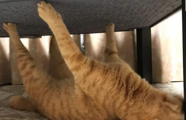 主人发现猫咪摆出奇怪姿势，走近一看忍不住笑喷
