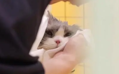 假期寄养预订火爆！萌宠经济升温