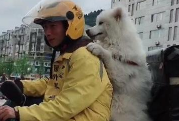 外卖小哥拉风了，带着萨摩耶送外卖，汪：我要骑着你们的外卖笑