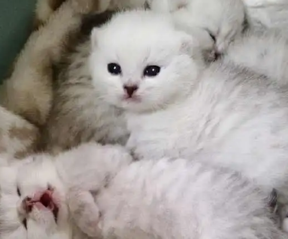 猫妈看了猫咪一眼,对着主人叫,主人:别看我,这是你生的 猫妈看了猫咪一眼,对着主人叫,主人:别看我,这是你生的