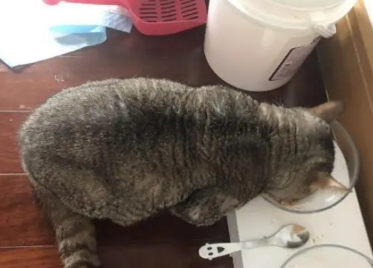 猫咪偷吃罐罐,还会自己“挤”包装袋:一点都不能浪费 猫咪偷吃罐罐,还会自己“挤”包装袋:一点都不能浪费