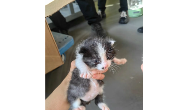 电梯门口居然被扔了两只眼睛都没睁开的奶猫,这是不想让它们活啊… 电梯门口居然被扔了两只眼睛都没睁开的奶猫,这是不想让它们活啊…