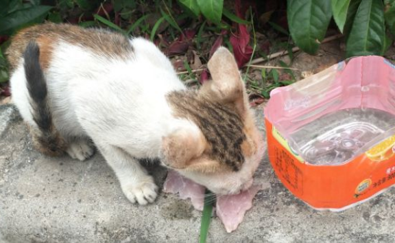 投喂流浪猫被判赔24万，“不私自投喂”应成社会共识