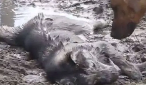 听说这只哈士奇 已经被附近宠物店拉进黑名单了