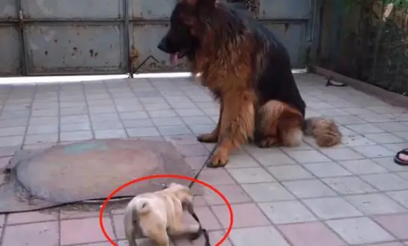 主人领养了个“小不点”，德牧却郁闷了