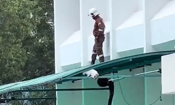 猫咪的九条命被人耍了一条