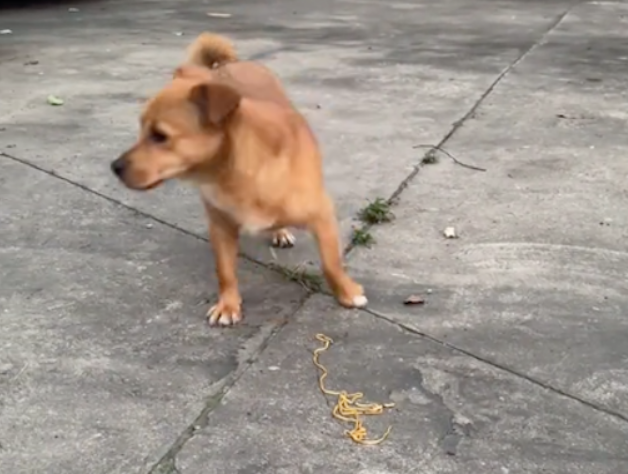 外卖员给狗狗自己的饭吃，结果它却嫌弃没吃！