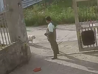 狗狗看到同伴回家迟了被打，它站在门口和主人对视