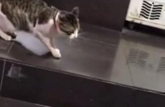 主人把猫粮分给流浪猫，家猫不乐意上前找茬