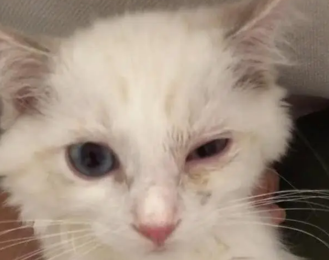 男子捡回一只脏兮兮的流浪猫，半年后长成布偶猫