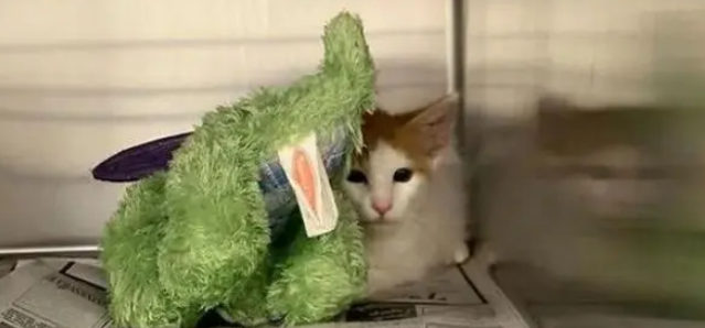 主人带猫做绝育，它最爱的玩偶陪着，结果双双被“绝育”了