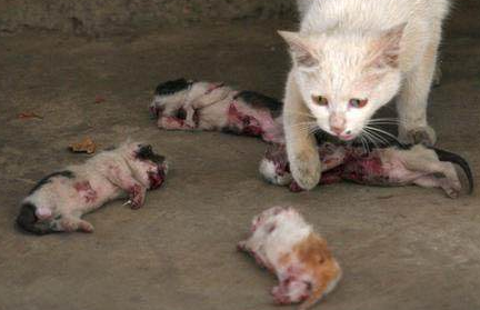 新出生的4只小奶猫被人杀害，猫妈妈的眼神让人落泪！