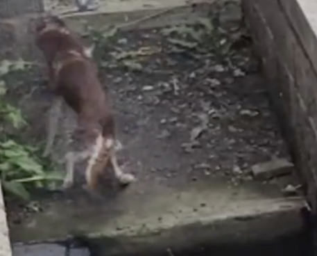 男子救落水的哈士奇，结果二哈自己游上岸了