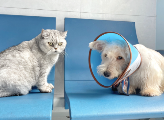 狗狗看到打针的医生来，连瞳孔都地震了！