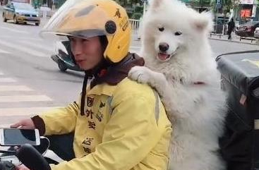 外卖小哥拉风了，带着萨摩耶送外卖，汪：我要骑着你们的外卖笑