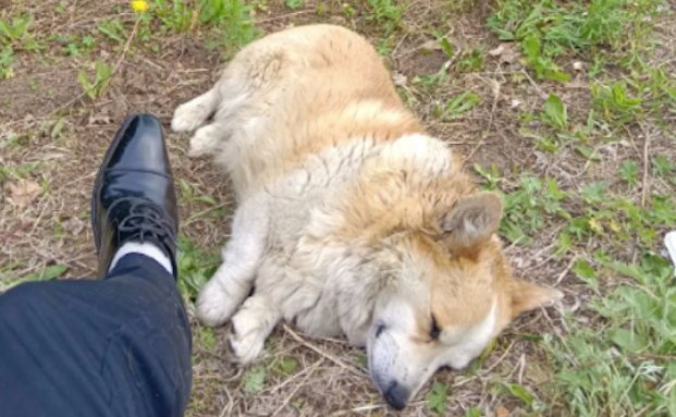 露营遇到流浪狗喂了食，第二天它竟走了15公里路跟来