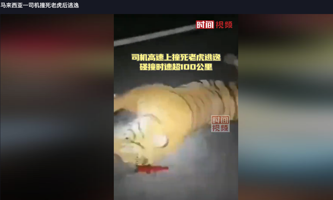 马来西亚一司机撞死老虎后逃逸，碰撞时速超100公里
