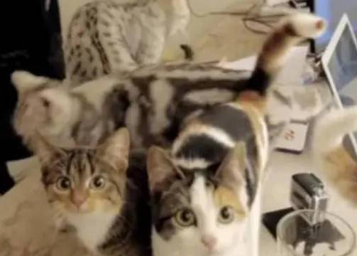 公司收养流浪猫，猫咪捣乱老板也不嫌弃，只因员工效率不降反升