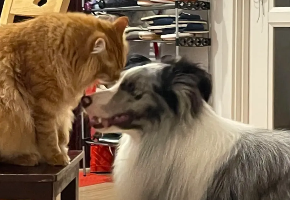 边牧舔脚挠耳朵，网友以为生病去检查，结果发现……