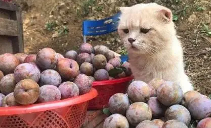 橘猫跟着奶奶卖黄桑，一下午没卖多少，紧皱眉头可操心了