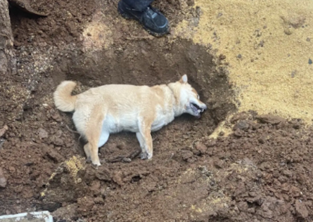 狗狗突发急性脑膜炎,从发病到死去仅10分钟,主人一时无法接受! 狗狗突发急性脑膜炎,从发病到死去仅10分钟,主人一时无法接受!