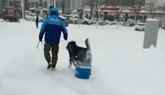 被迫营业！外卖小哥让狗狗雪地里拉外卖箱，网友：狗粮得靠自己赚