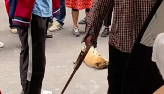 老人当街殴打虐待三个月小狗，三条腿都被打断了，最后被学生阻止