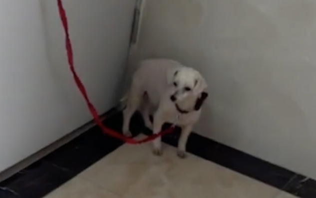 狗狗被遗弃拴在栏杆上，半夜还在嚎叫