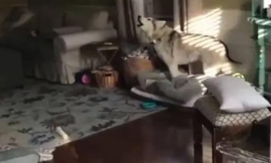 不喜欢出门散步的哈士奇，每次出门都要和主人大闹一顿