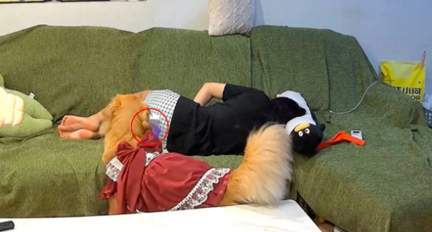 女生痛经躺在沙发上，狗狗拿纸巾止疼片，看主人没反应又叼来被子