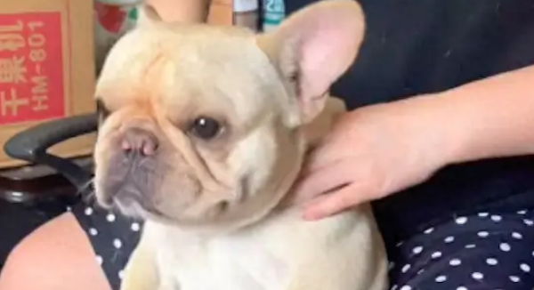 发现小狗脑袋不能动了，仔细一看原来是落枕了！赶紧给它按摩一下