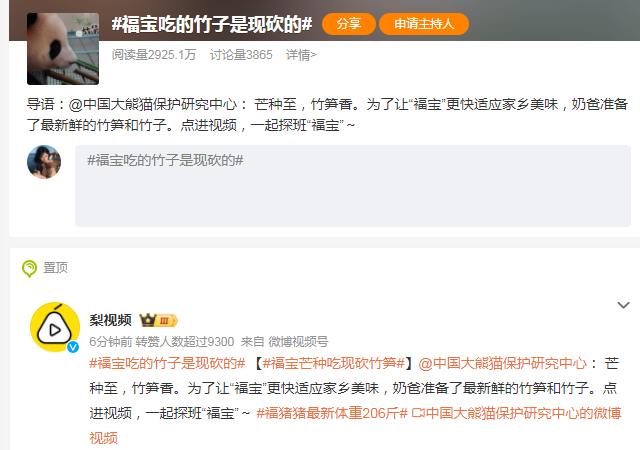 福宝吃的竹子那可都是现砍的