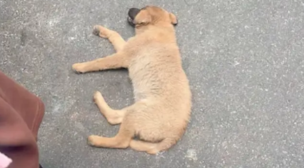 老人当街殴打虐待三个月小狗，三条腿都被打断了，最后被学生阻止