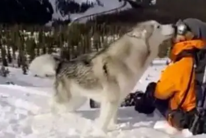 有机会就带着二哈去玩雪吧, 毕竟哈士奇可是西伯利亚雪橇犬