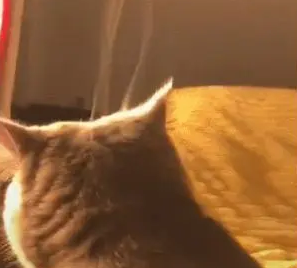 猫咪烤火，一不小心头顶开始冒烟了，网友：这是烤糊了吗
