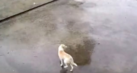 刮风天狗狗还出门，结果被风直接给吹走了