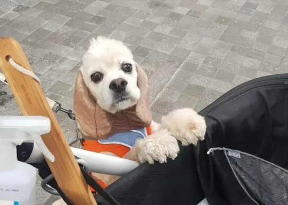 保姆遛狗被他人宠物狗吓死，分别赔偿9万、24万